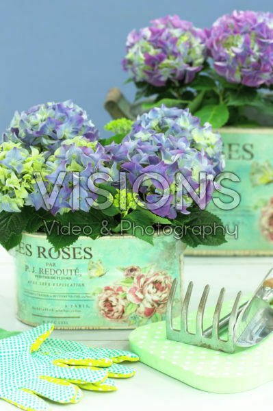 Hydrangea Hydrangea