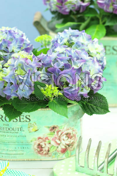 Hydrangea Hydrangea