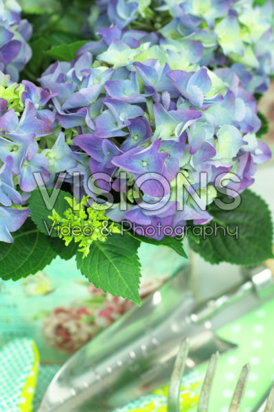 Hydrangea Hydrangea